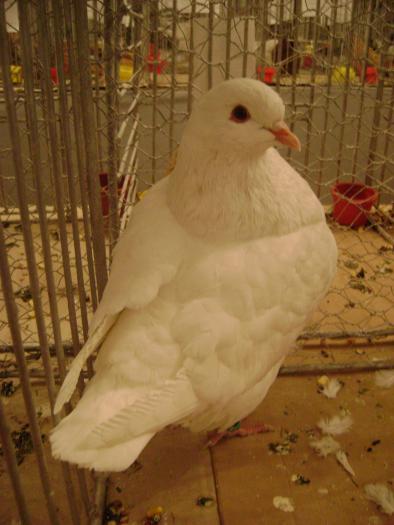 DSC05432 - expozitia tarnaveni 2009