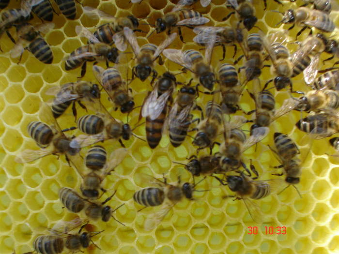 DSC05973 - ALBINUTZELE MELE