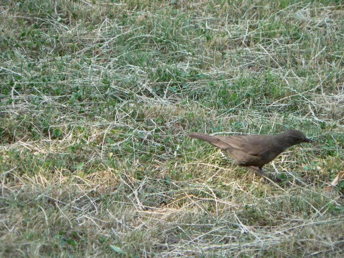 P1000114 - 2007 in plimbare prin herastrau