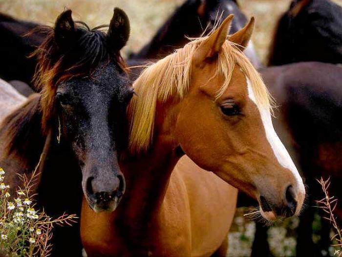 HORSE215