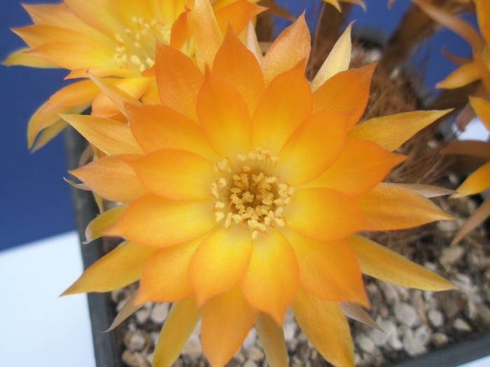 Lobivia quiabayensis - floare