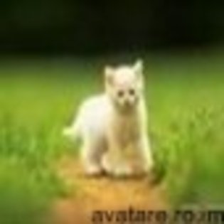 animale__avatare-cu-pisicute-58_jpg_85_cw85_ch85 - PISICUTE