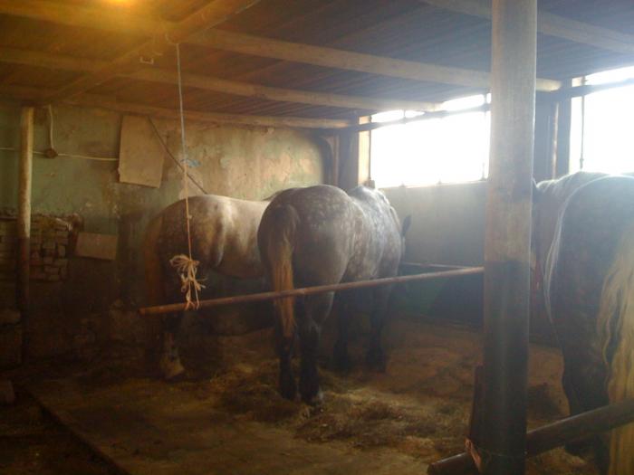 Percheron - Cai de rasa Percheron