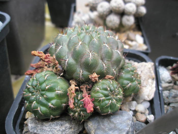 P6010098 - plantele lui George Nitu