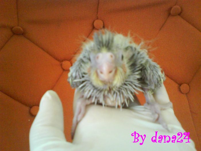 voinicul la 16 zile vedere din fata