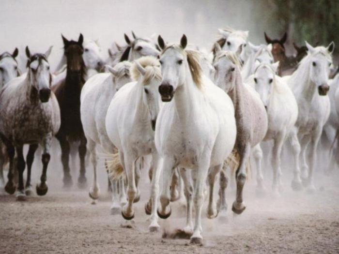 horses white - Cai