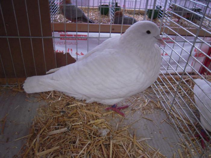 Mittelhaeuser