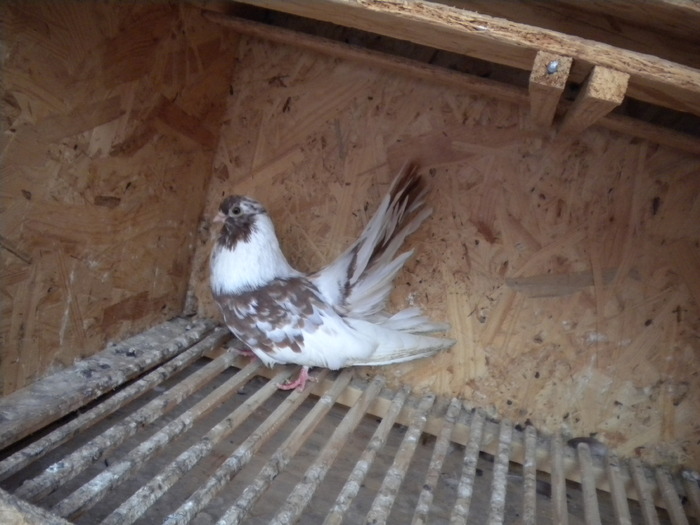 Picture 111 - Raicu 1