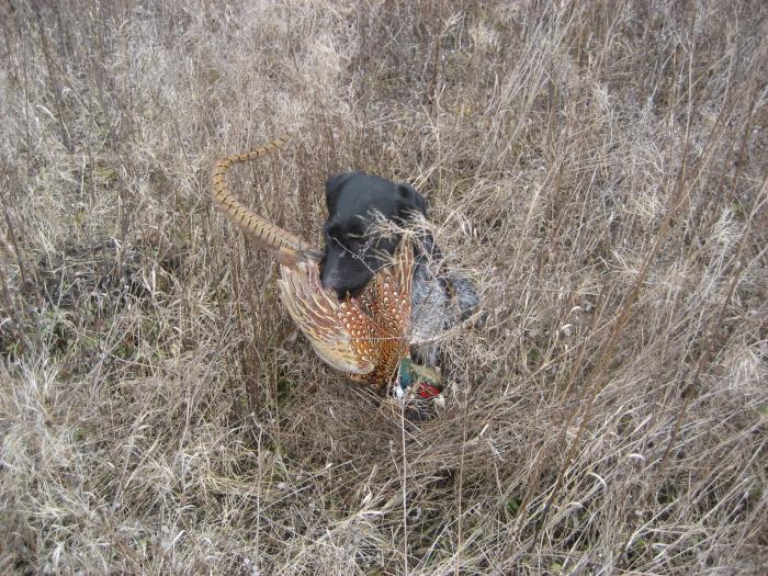 IMG_3739 - 1 VANATOARE