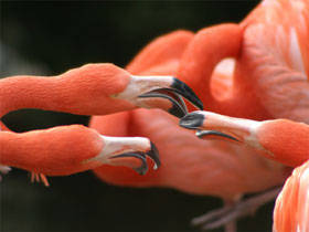 AGRB324049_flamingoes - poze cu pasari superbe