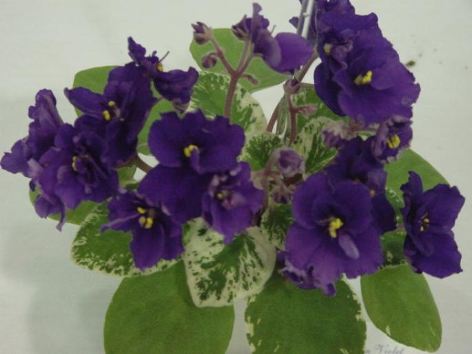 Deans_Cupid_2005avsa - violete de pe net