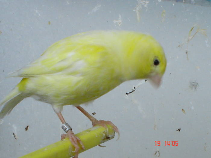 DSC03955 - canari poze 2009