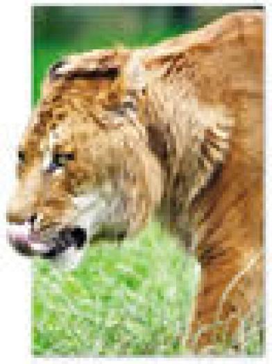 tigru2 - Animale disparute