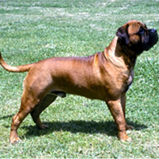 bullmastiff-001 - caini