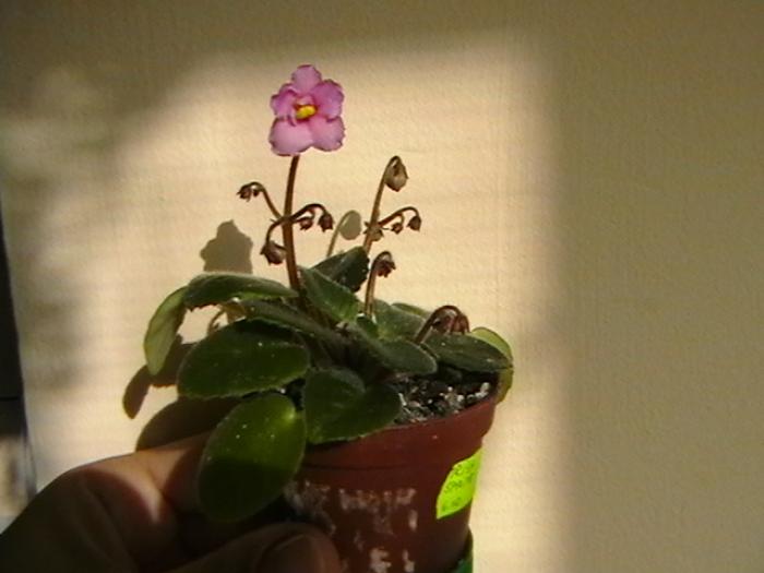 irish sprite2. - violete 2009