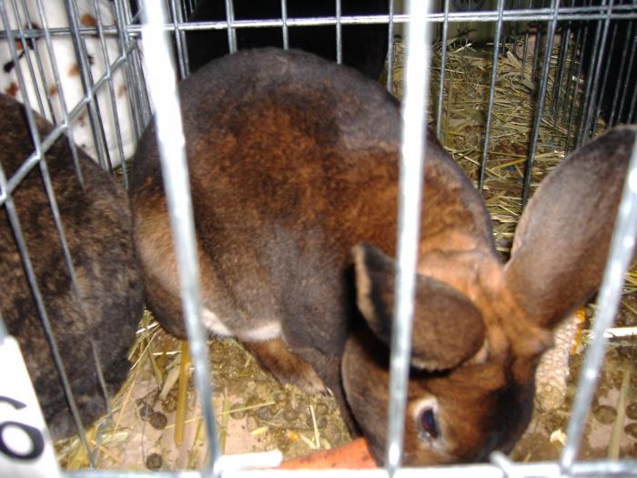 DISZNOVAGAS KEPEK 250