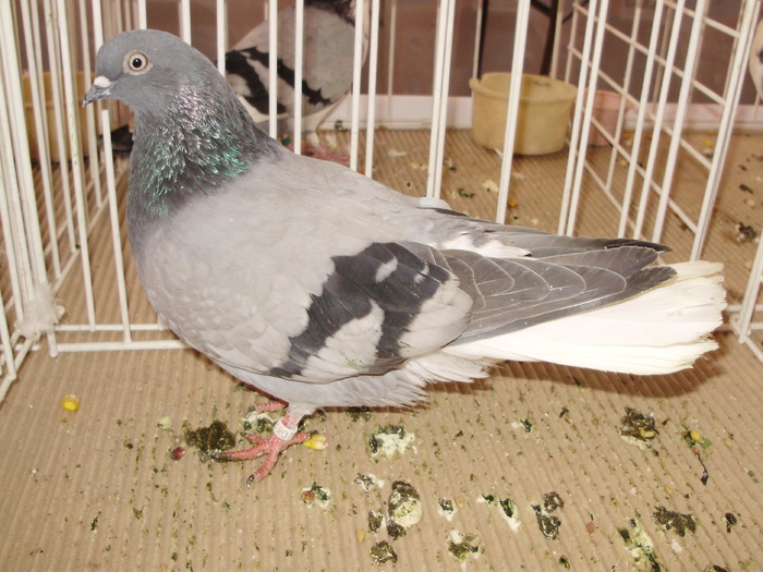 vioriu ca 1
