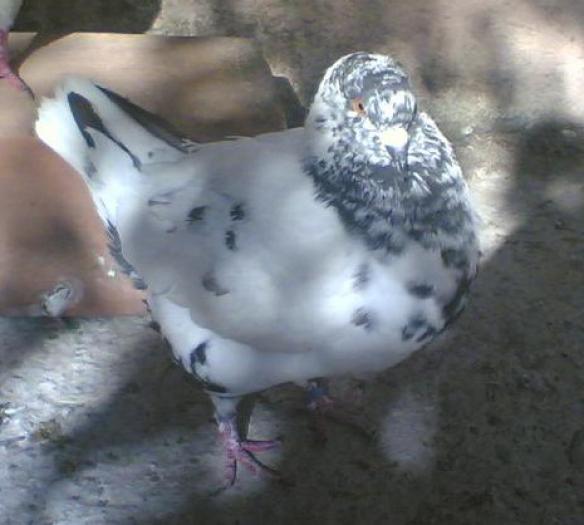 grizzle black(King4)