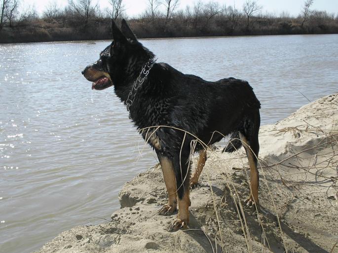 P3040109 - Nero-Rasa Beauceron