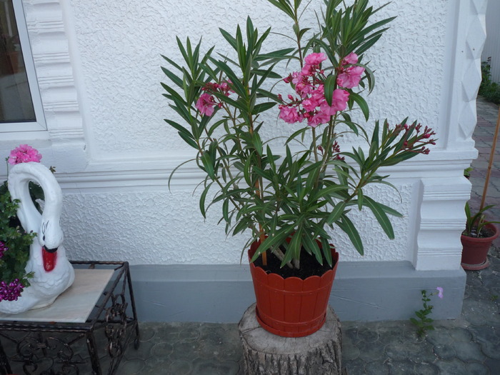 leandru - dragele mele flori 2009