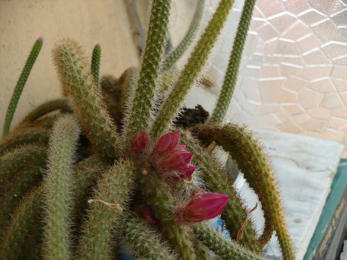 Aporocactus flageliformis - Cactusi 2009