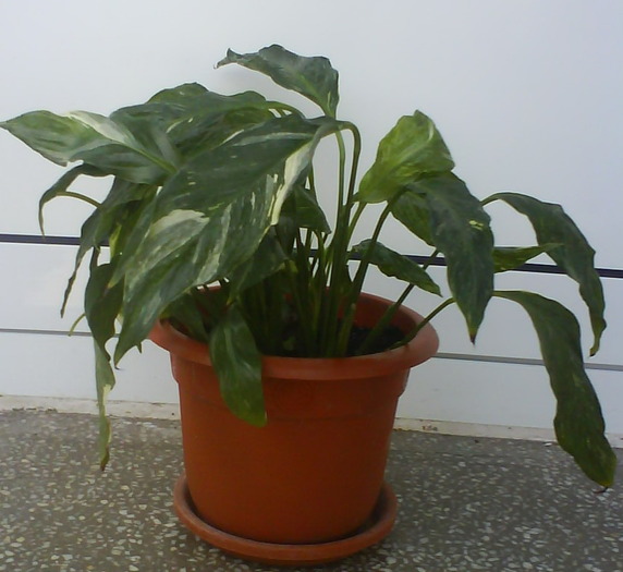 variegat - spathiphyllum