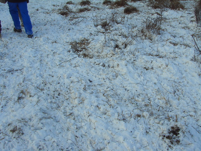 teren devastat de caprioare:)) - plimbare iarna-2010