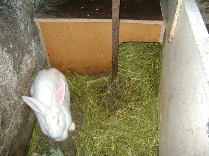 Picture 129 - iepurii alb urias