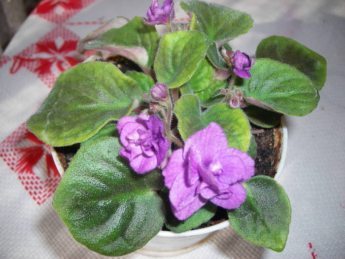 Violete de Parma