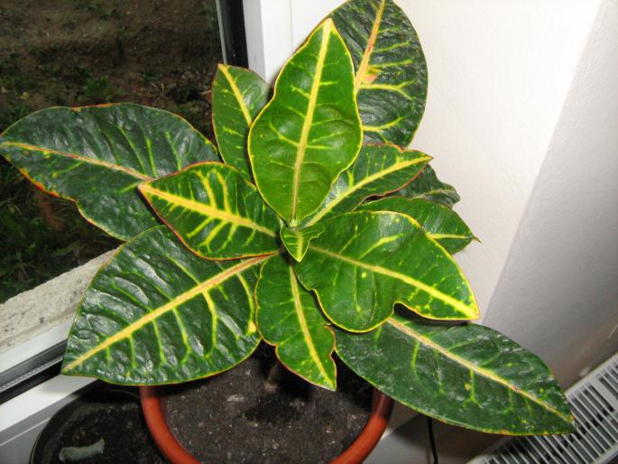 croton; croton
