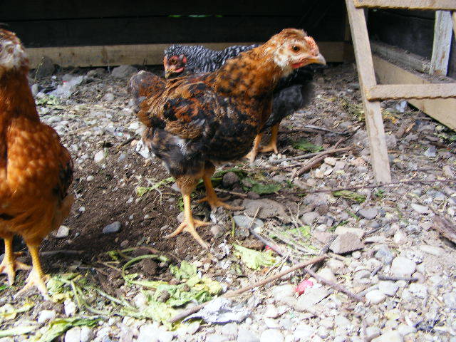 DSCF0729 - Prepelitele mele