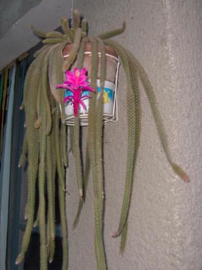 IM000123 - 1 poze vechi cu Flori si Cactusi