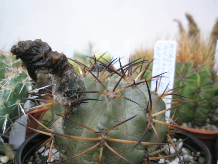Acanthocalycium aurantiacum - fruct 12.07 - FRUCTE de cactusi si suculente