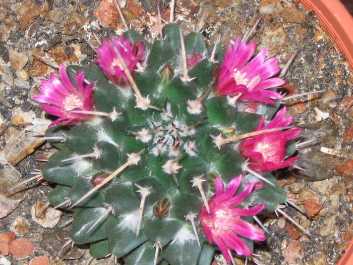 Mammillaria magnimama - Mai 2009 - Cactusi