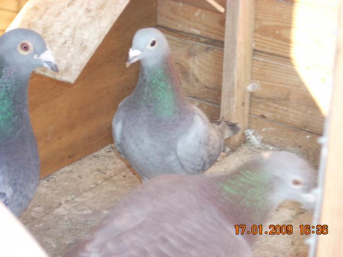 DSCN1958 - porumbeii pentru repr 2009