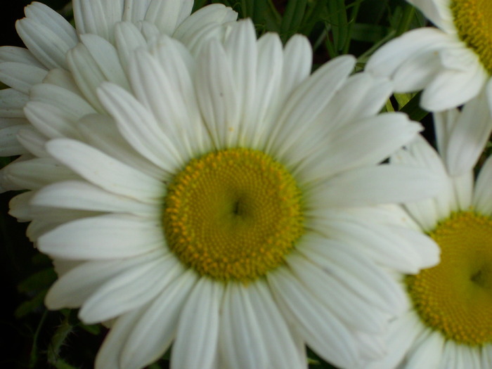 DSCI0818 - flori din gradina mea