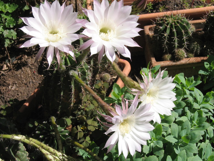 Picture 025 - cactusi