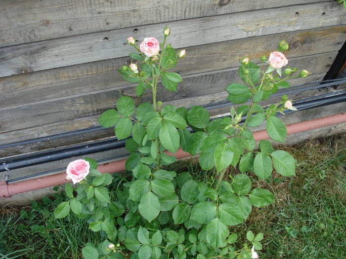 Rose Pleasure (2009, May 29)