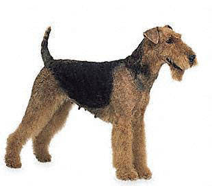 airedale_terrier - Terriers