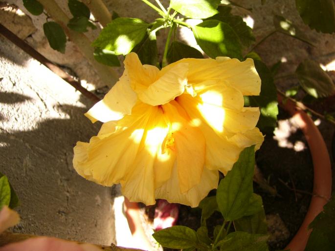 P1140034 - Hibiscus