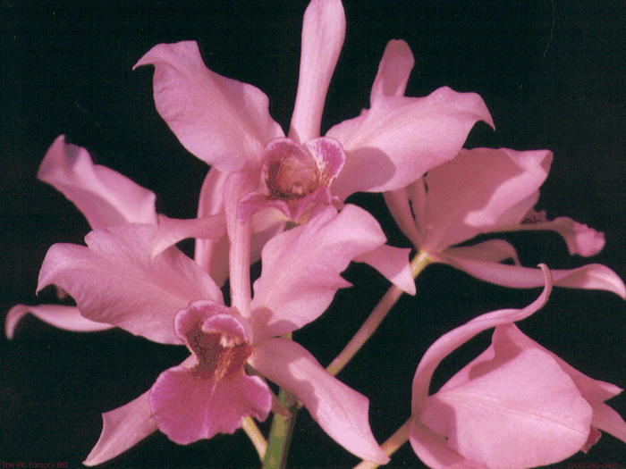 ORCHID