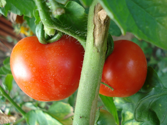Tomato Cerise (2009, Aug.25)