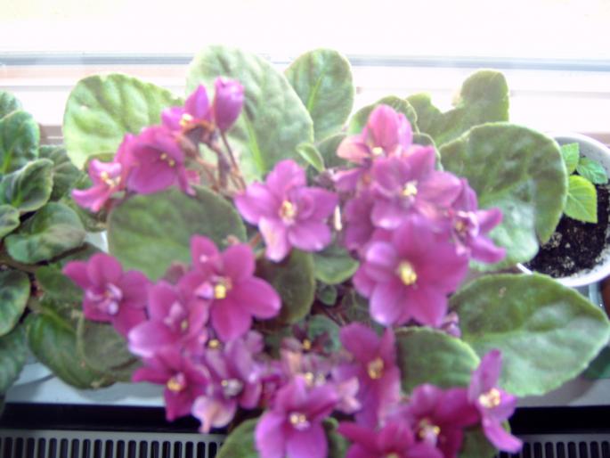 aceeasi violeta 3, alta lumina - Plantele mele de interior
