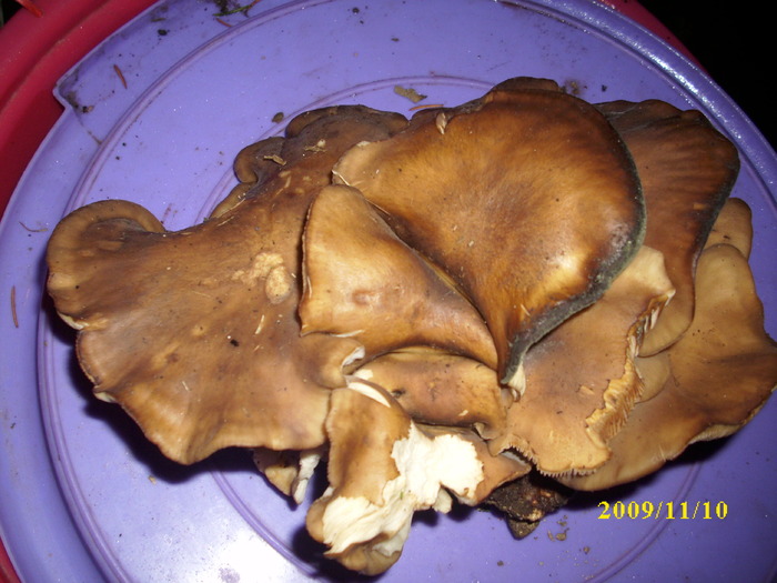 DSCI2498 - bureti si ciuperci