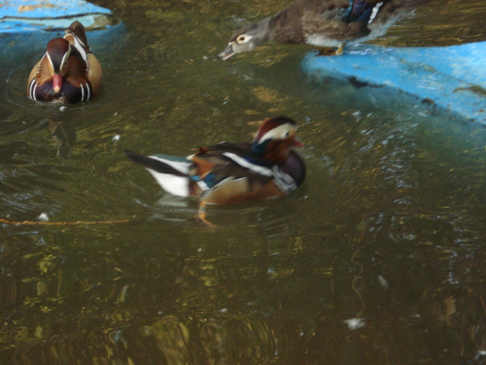 Picture 089 - zoo targoviste