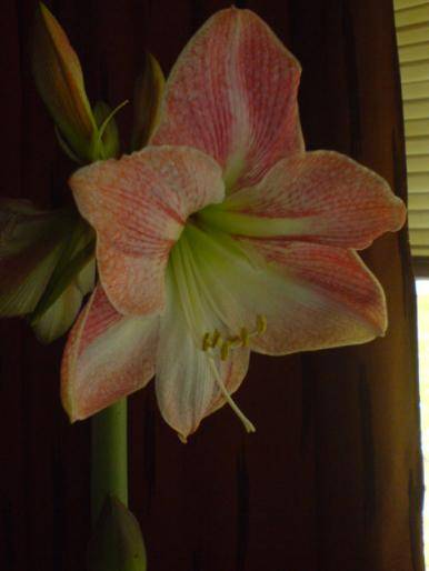 DWLFMACKMRKBDDOXCAG - hippeastrum