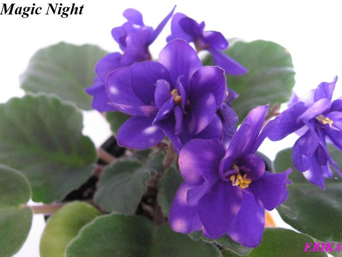 Magic Night 2009 jul 13 - Violete de colectie