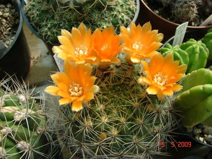 DSC05706