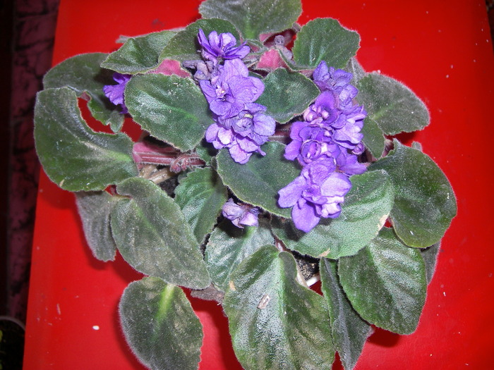 Violete de Parma