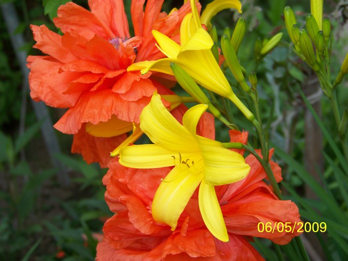 100_1525 - Primavara in curte  Timisoara